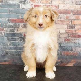 Mini Australian Shepherd