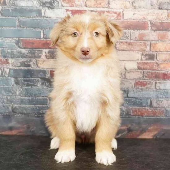 Mini Australian Shepherd