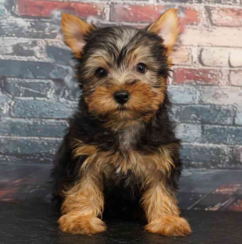 Image of a pet breed in the gallery