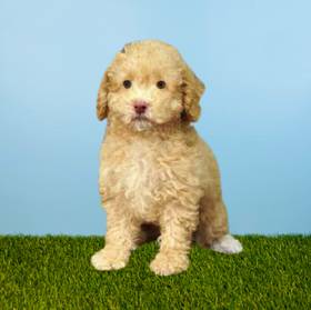 Poodle