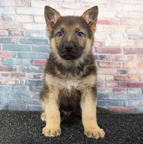 German Shepherd