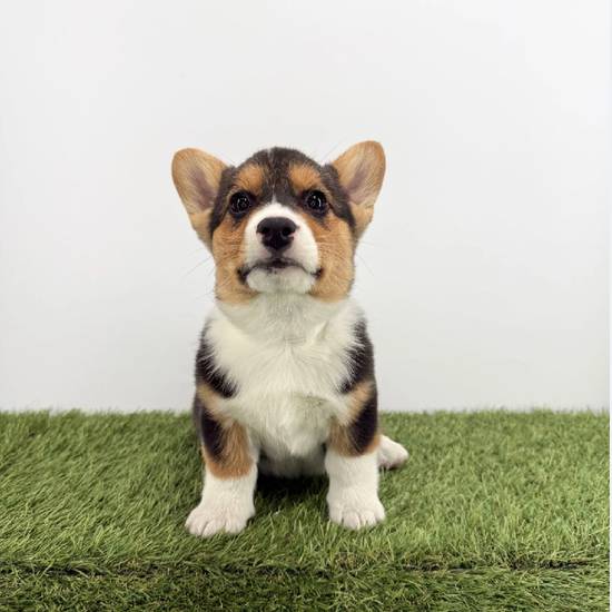 Pembroke Welsh Corgi