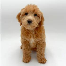 2nd Gen Mini Goldendoodle