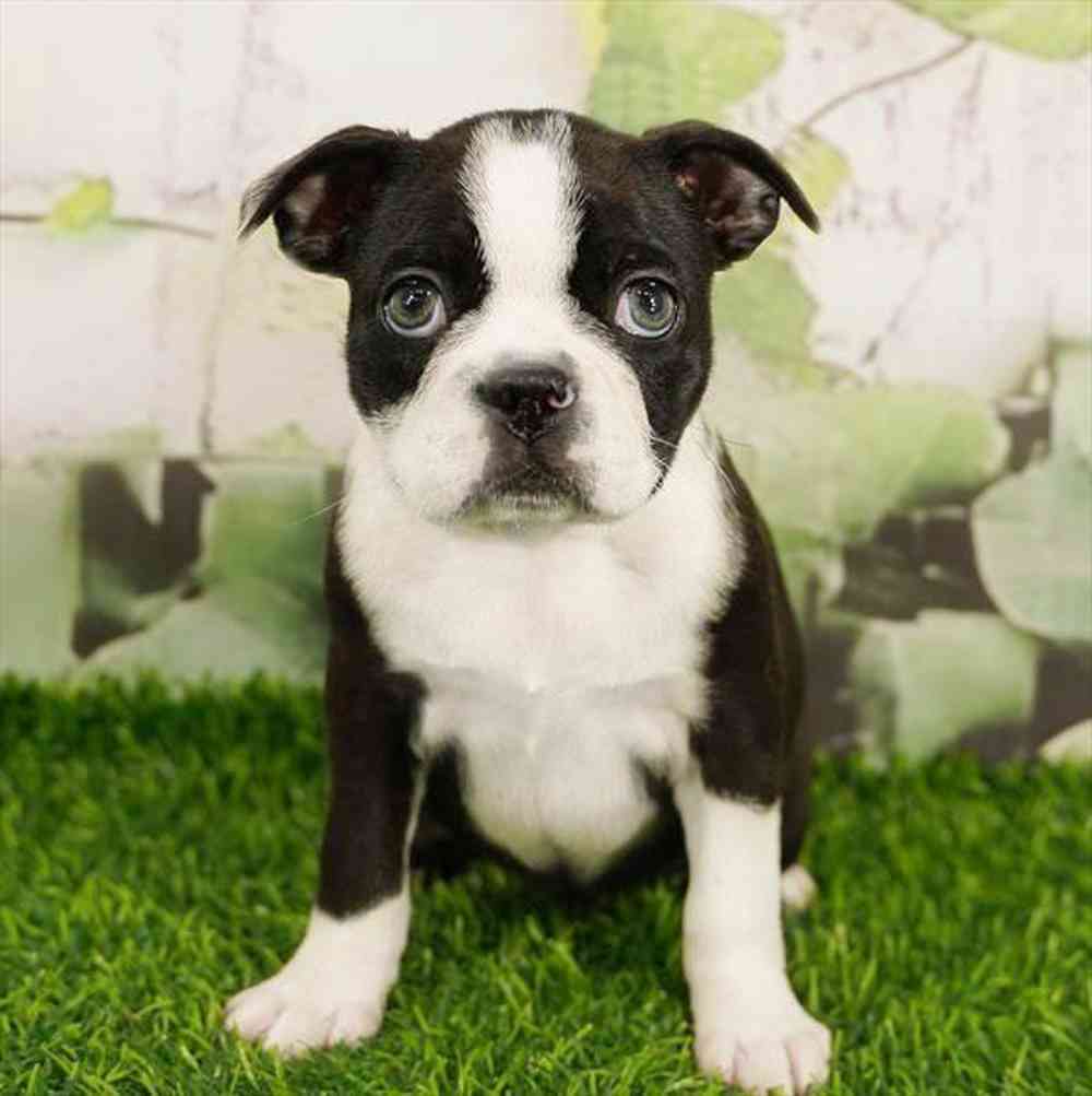 Image of a pet breed in the gallery