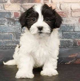 Havanese