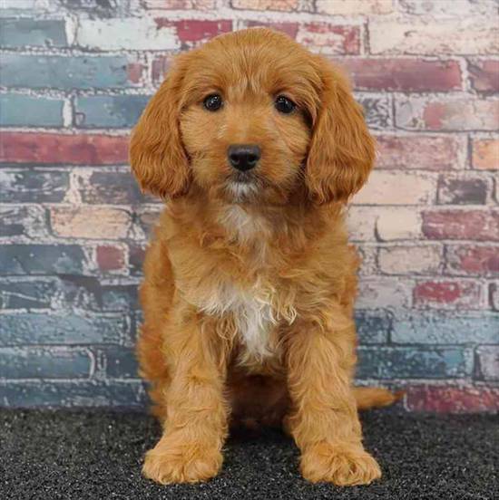 Cavapoo