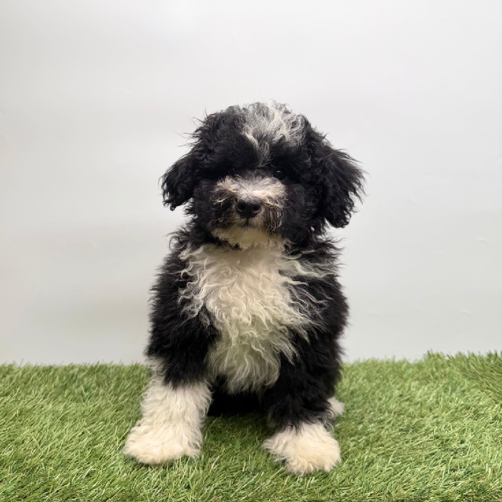 Image of a pet breed in the gallery