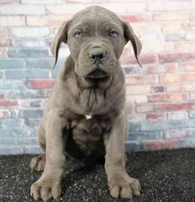 Cane Corso