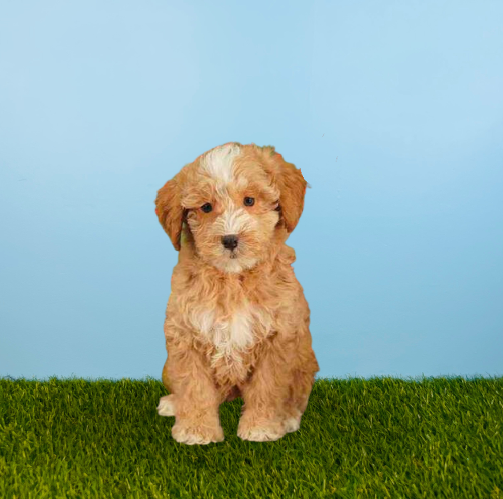 carousel pet images