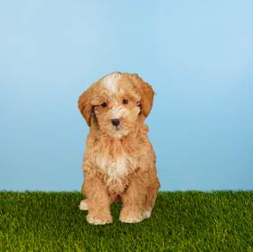2nd Gen Mini Goldendoodle