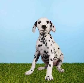 Dalmatian