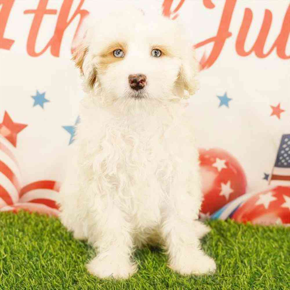 Image of a pet breed in the gallery