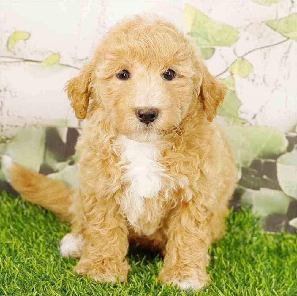 Image of a pet breed in the gallery