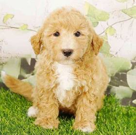 Bichapoo
