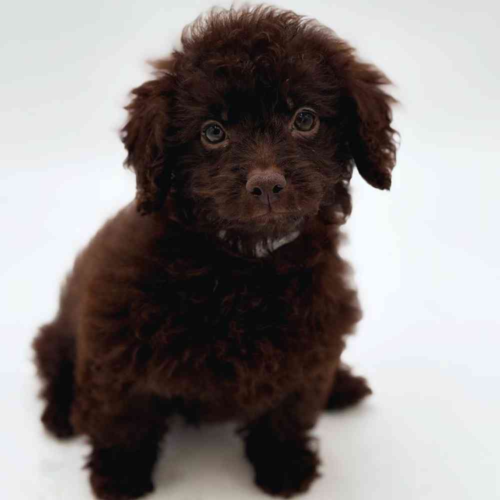 Image of a pet breed in the gallery