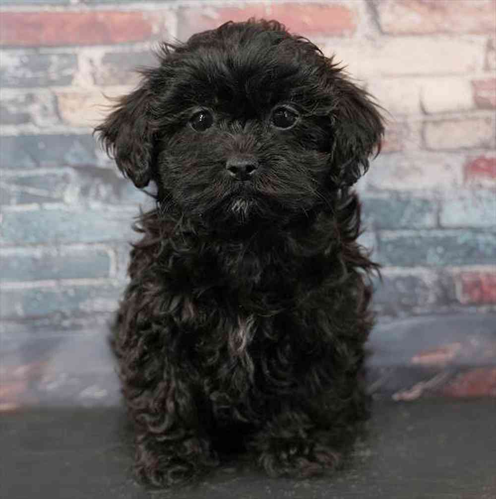 Image of a pet breed in the gallery