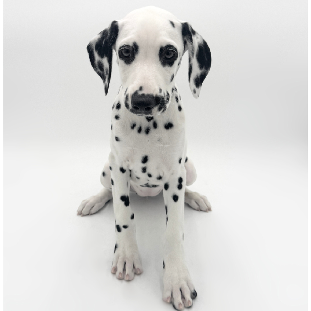 Image of a pet breed in the gallery