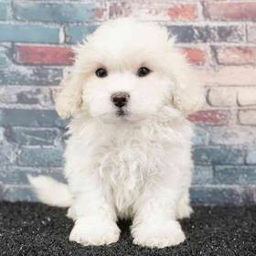 Cavachon