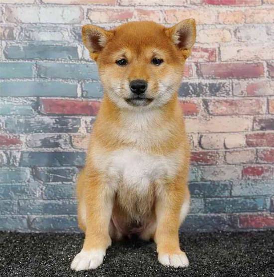 Shiba Inu