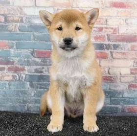 Shiba Inu