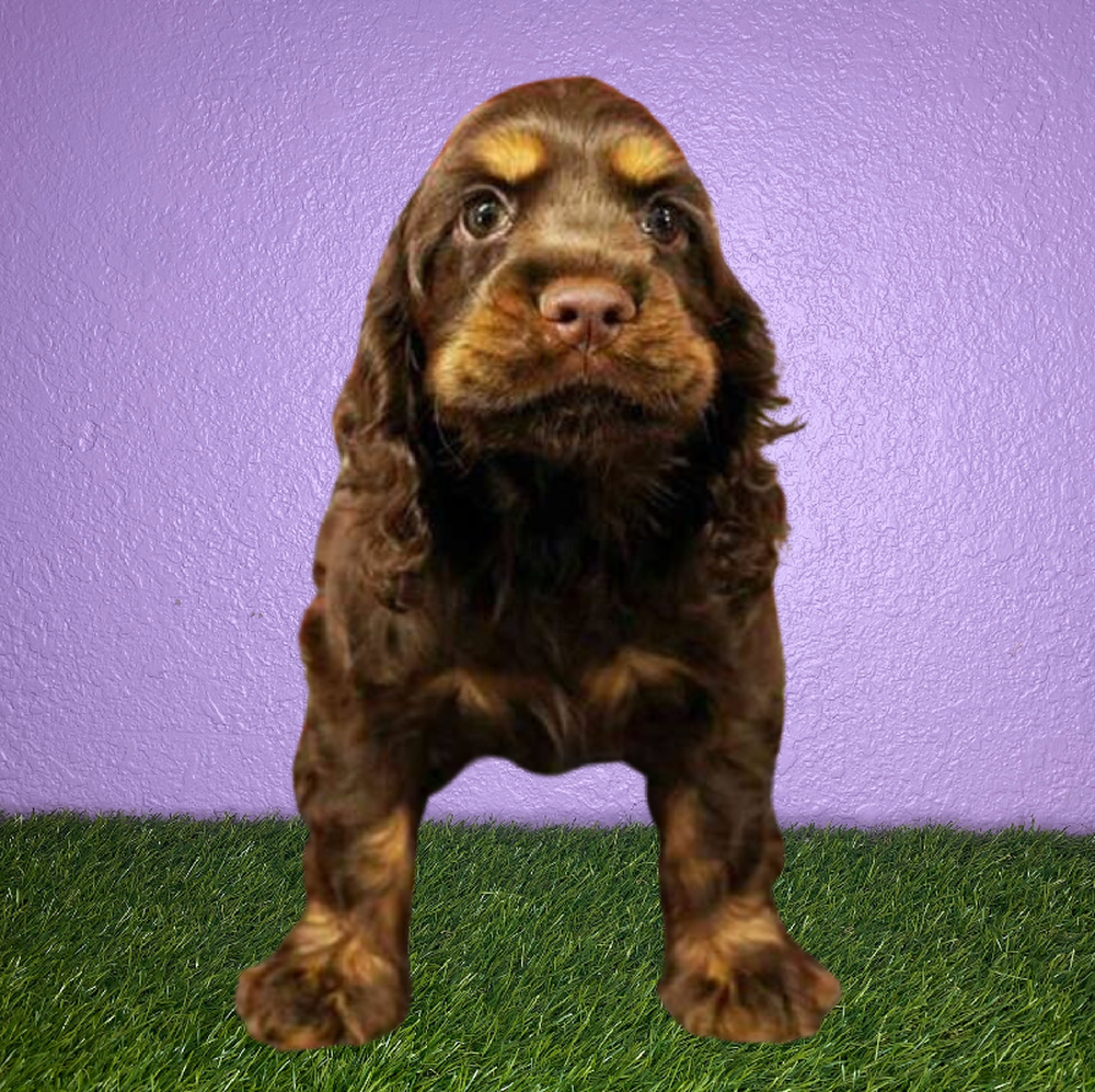 Male Cocker Spaniel Puppy for Sale in New Braunfels, TX