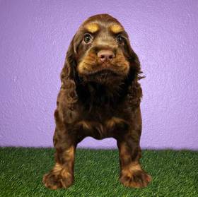 Cocker Spaniel