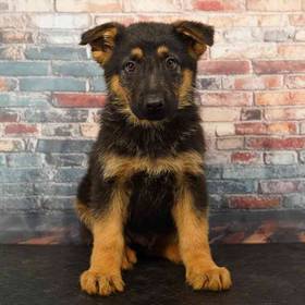 German Shepherd