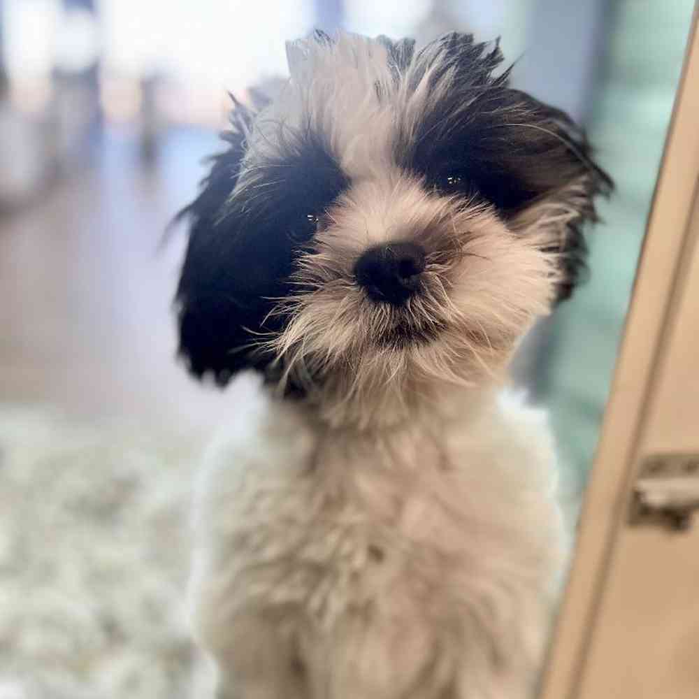 Male Teddy Bear Puppy for Sale in Tolleson, AZ