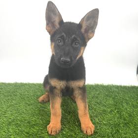 German Shepherd