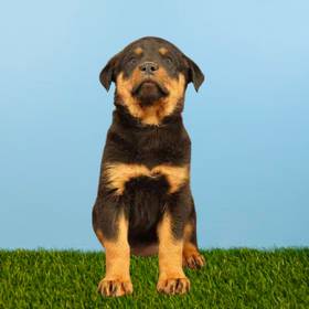 Rottweiler