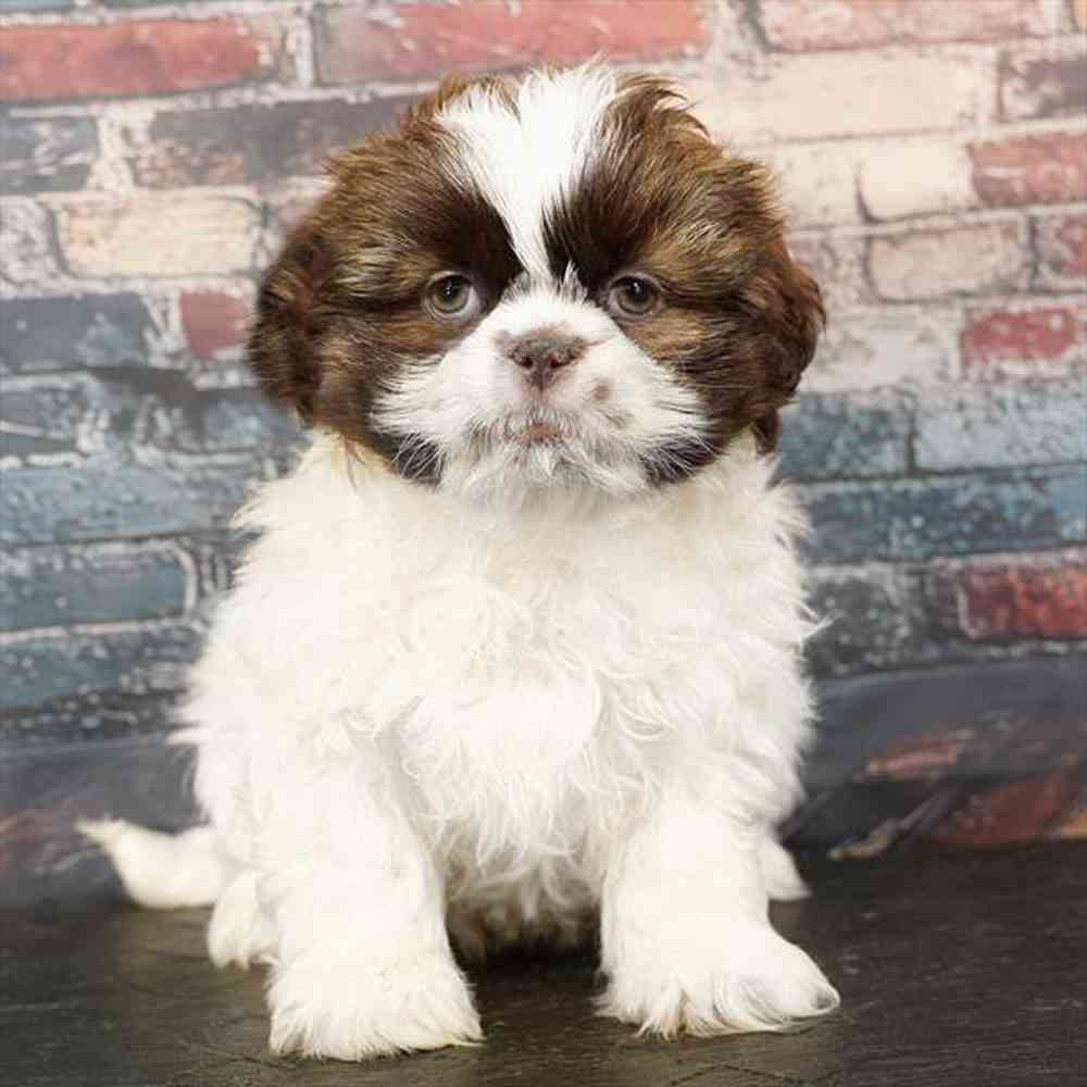 Image of a pet breed in the gallery