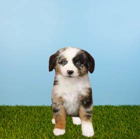 Mini Australian Shepherd