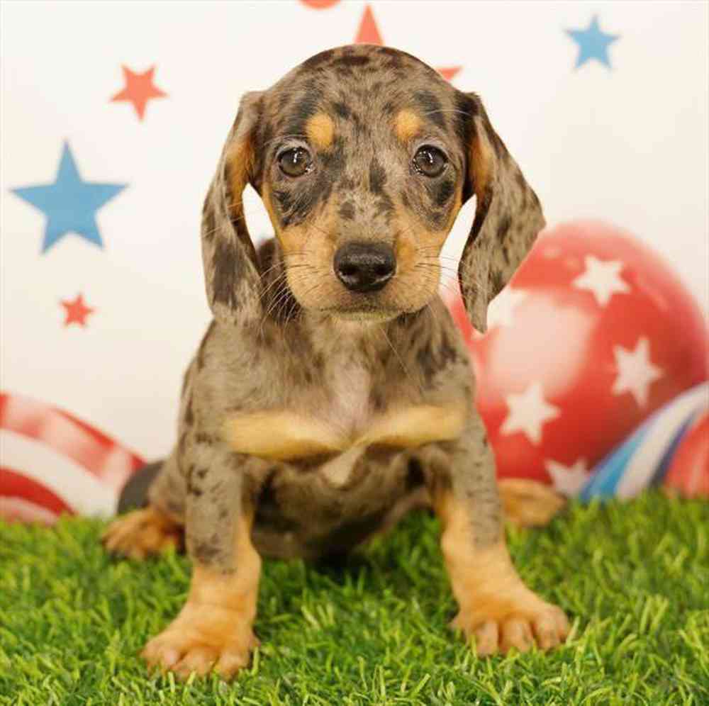 Image of a pet breed in the gallery