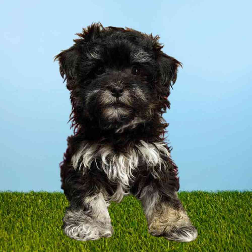 Female Havanese Puppy for Sale in Meridian, ID