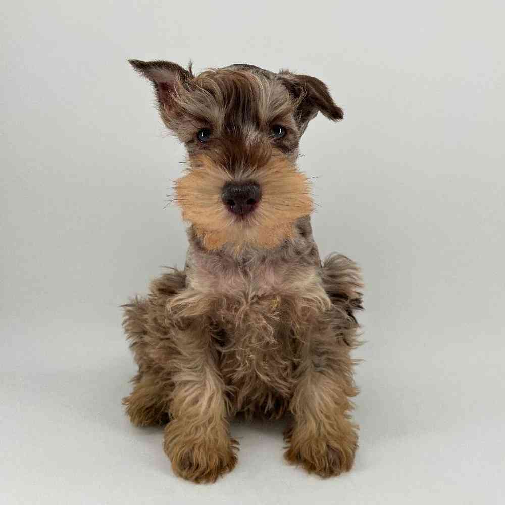 pet breed image