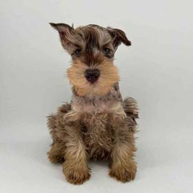 Mini Schnauzer