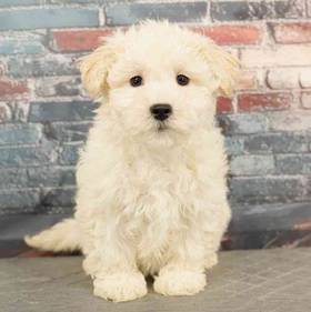 Maltipoo
