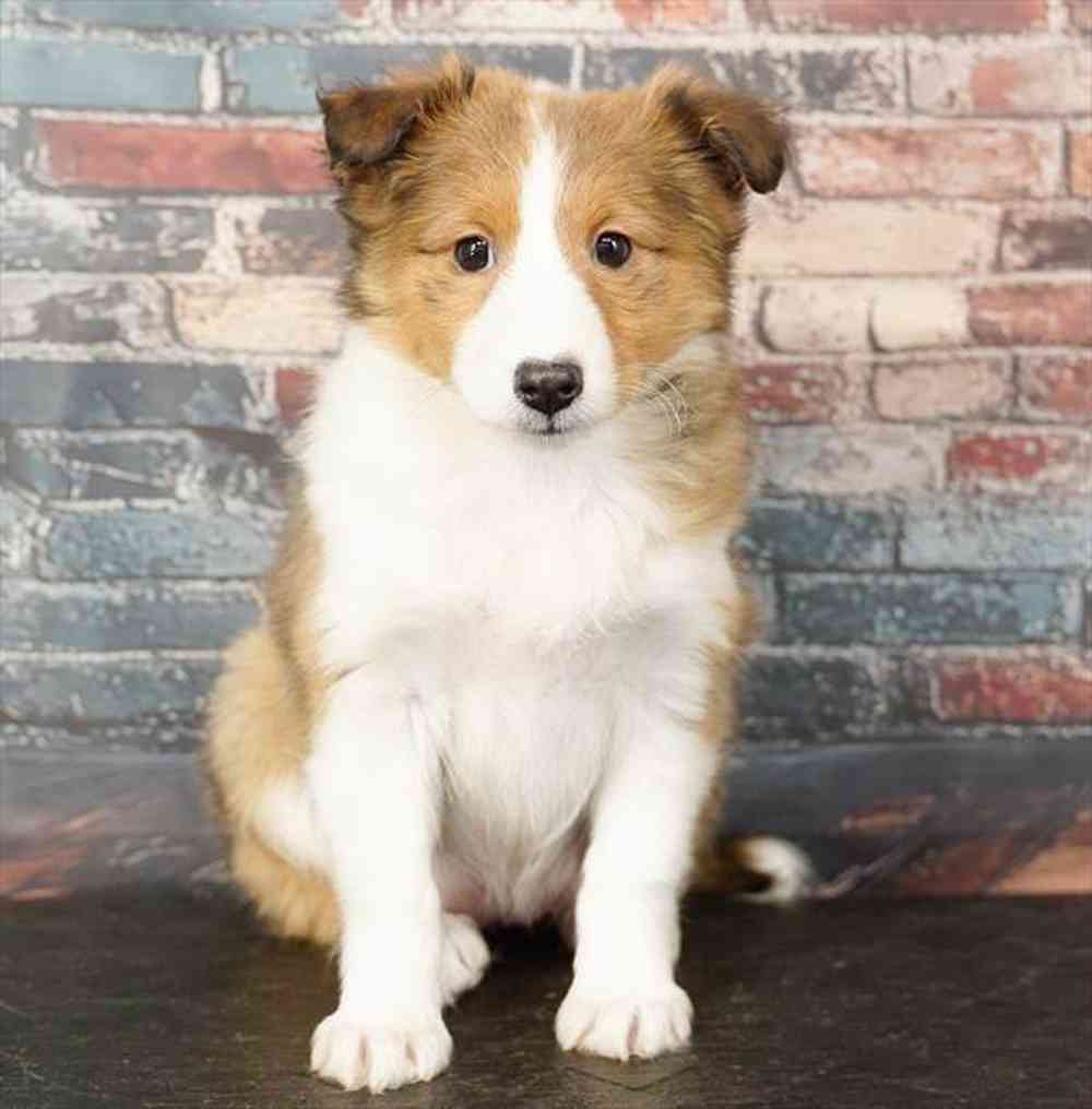 Image of a pet breed in the gallery