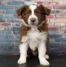 Mini Australian Shepherd