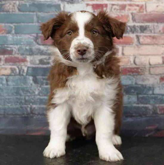 Mini Australian Shepherd