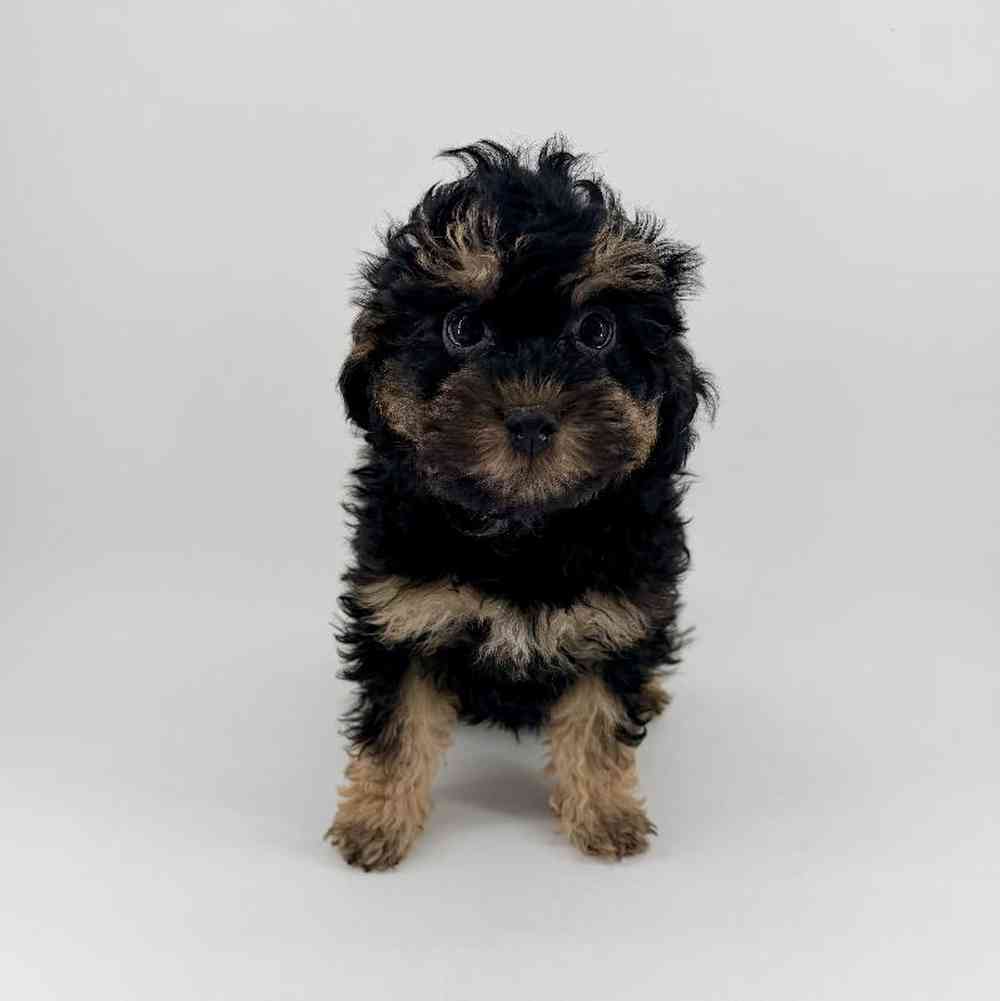 Image of a pet breed in the gallery