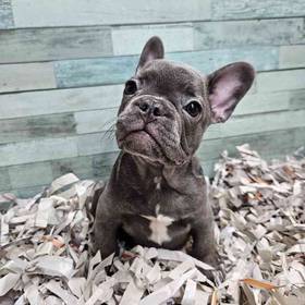 French Bulldog