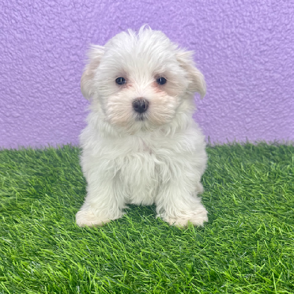 Image of a pet breed in the gallery