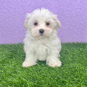 Maltese
