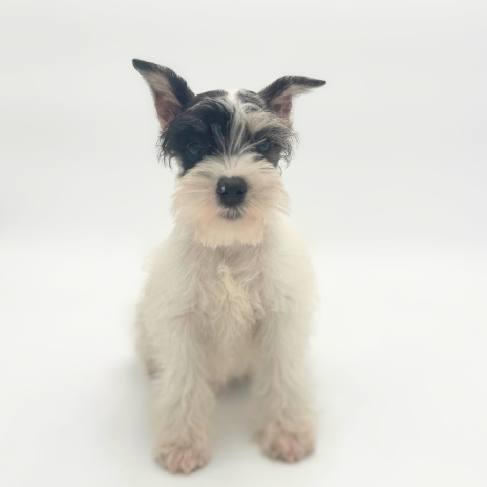 Image of a pet breed in the gallery