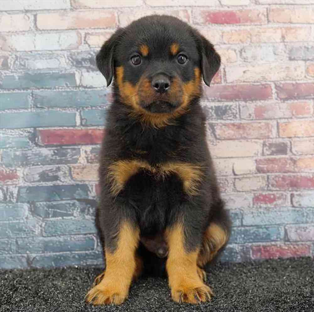 Image of a pet breed in the gallery