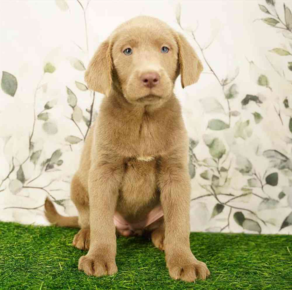 Female Labrador Retriever Puppies for Sale in Tolleson