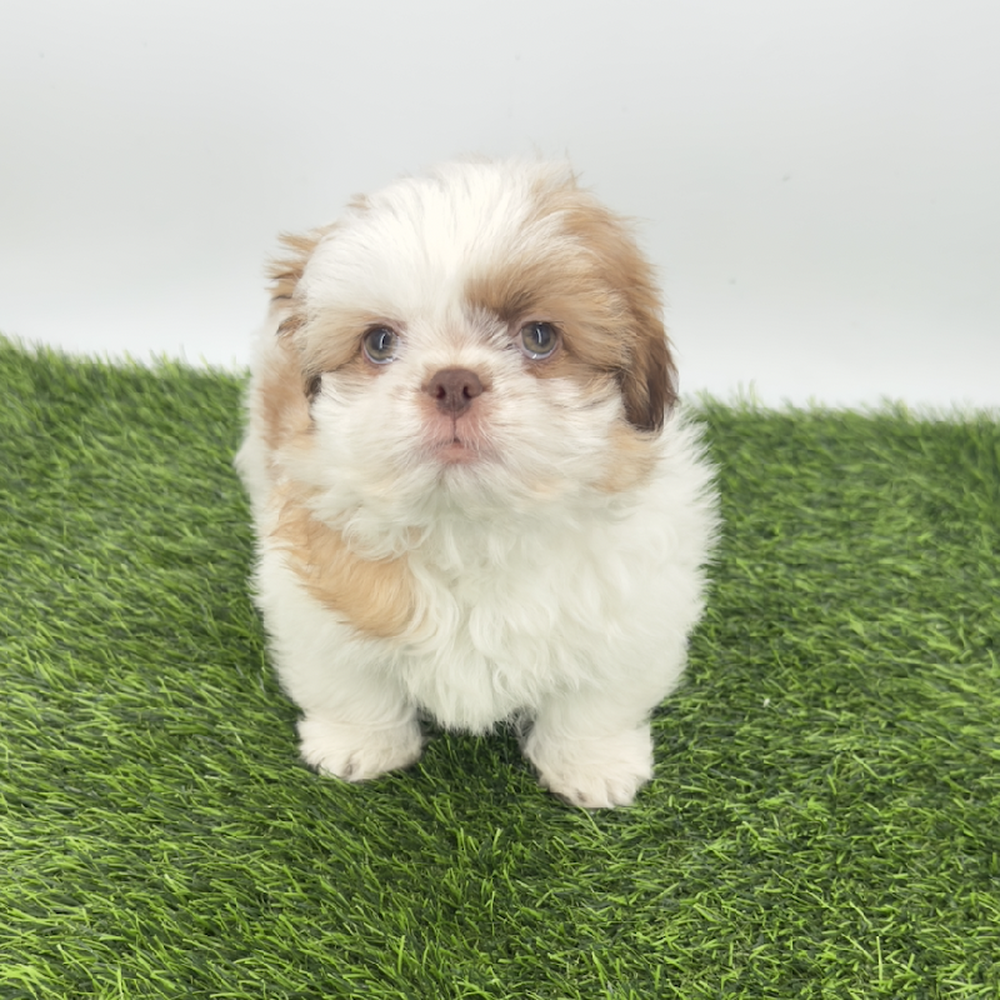Image of a pet breed in the gallery