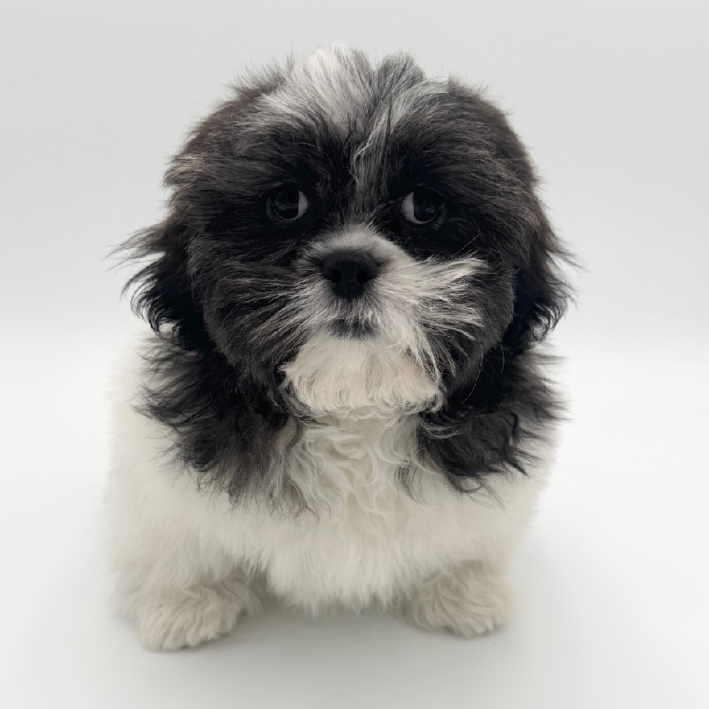 Image of a pet breed in the gallery