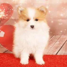 Pomeranian
